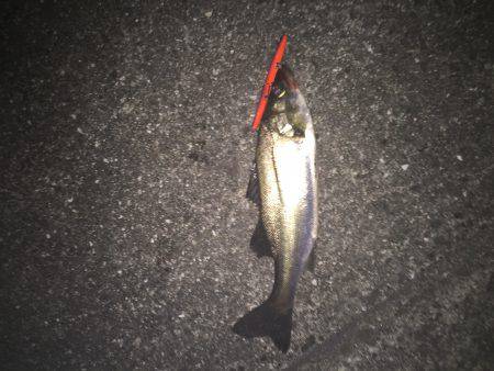 バチ抜けはまだかな〜、、、