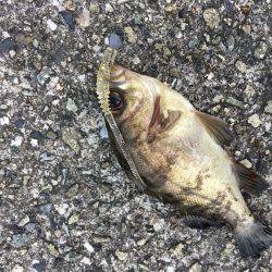 デイメバリング