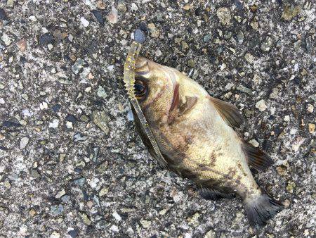 デイメバリング