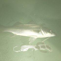 サイズは選べない