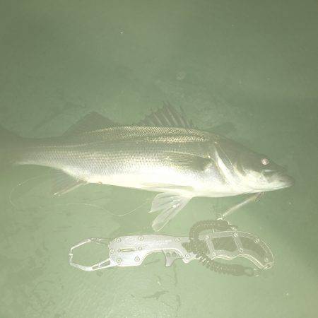 サイズは選べない