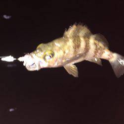 遠征メバリング\(^o^)/