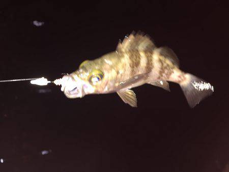 遠征メバリング\(^o^)/