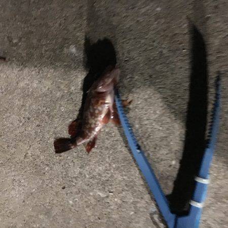 ガシラはいますよ