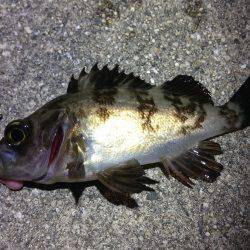 サイズがちっちゃーい！