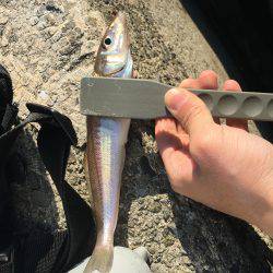 今日も小物釣り