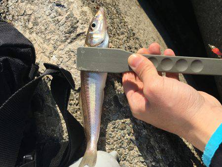 今日も小物釣り