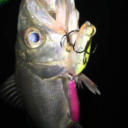 チーバスパラダイス