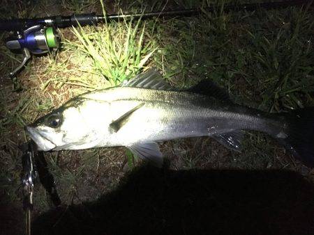 ボトム張り付き