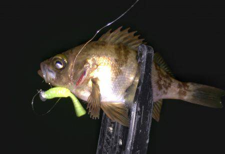 メバルに癒されました