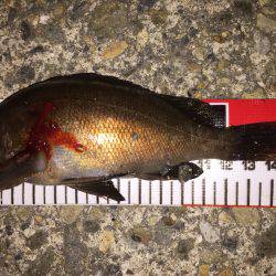 ビッグファイト!惜しくも…(>_<)