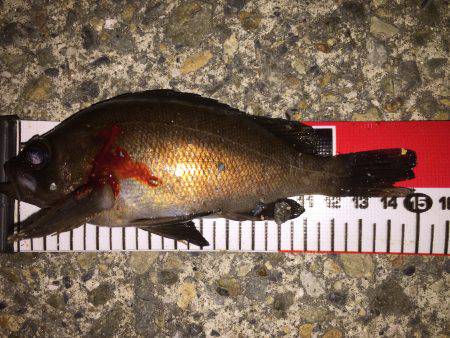 ビッグファイト！惜しくも…(>_&l…