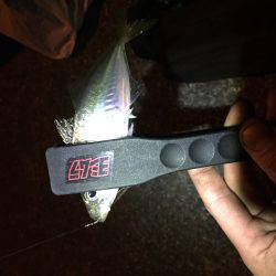 アジ、メバル調査!