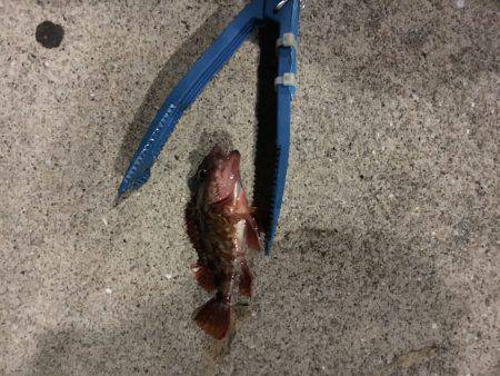 ガシラはいるんですが〜