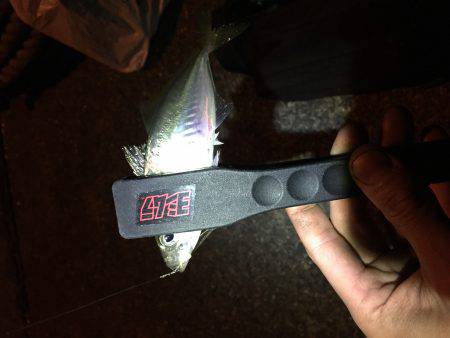 アジ、メバル調査!