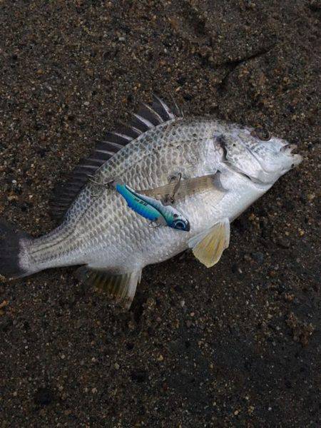 初投稿。初キビレ。