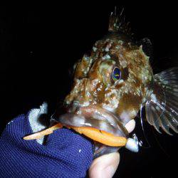 プラッキングメバル