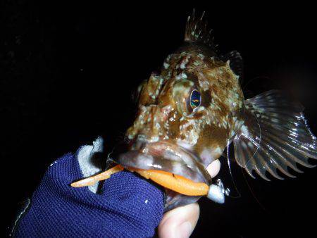 プラッキングメバル