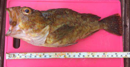 夜ご飯ゲット！