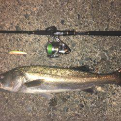 やっとこさの1本