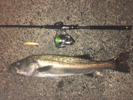 やっとこさの1本