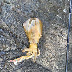 ＧＷエギング①