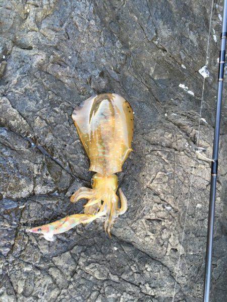 ＧＷエギング①