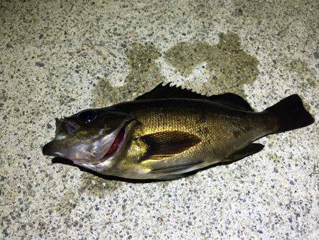 今年もメバルが始まった