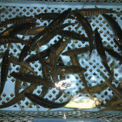 アジパーリィ*\\(^o^)/*