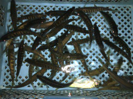 アジパーリィ*\\(^o^)/*