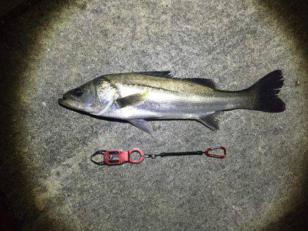 バチシー絶好調！