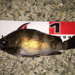 渋かった…(>_<)