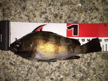 渋かった…(>_<)