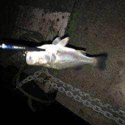 ちびっ子シーバス