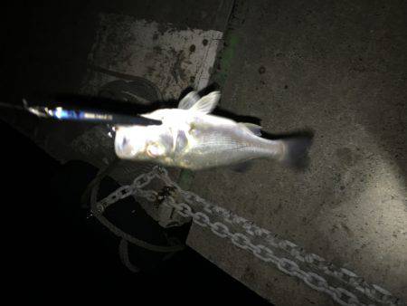 ちびっ子シーバス