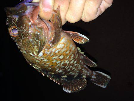 またまたガッシーず