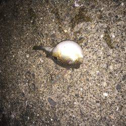 激シブ釣行と変わり果てたポイント