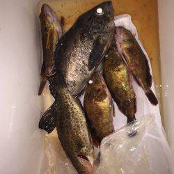 大メバル釣れました！