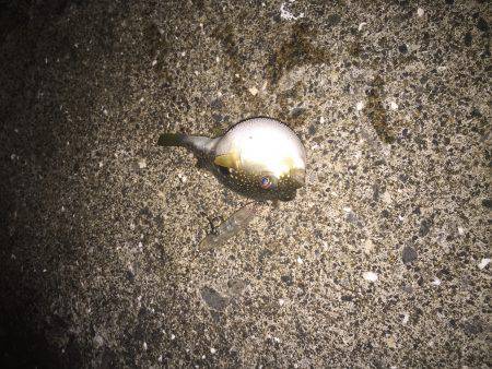 激シブ釣行と変わり果てたポイント