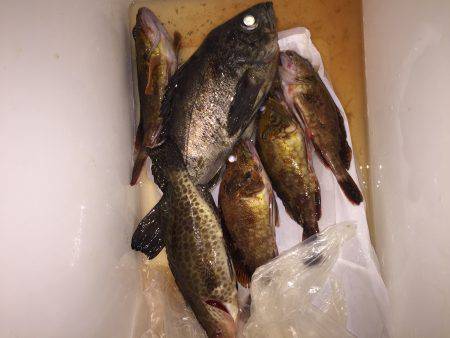 大メバル釣れました！