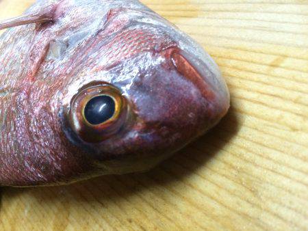 久しぶりの釣果