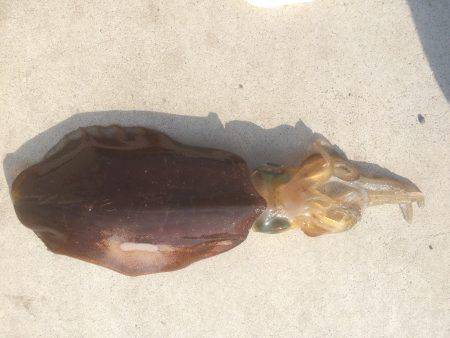 前回と同じ餌木