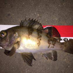 たまには大阪湾でメバリング\(^o^)/