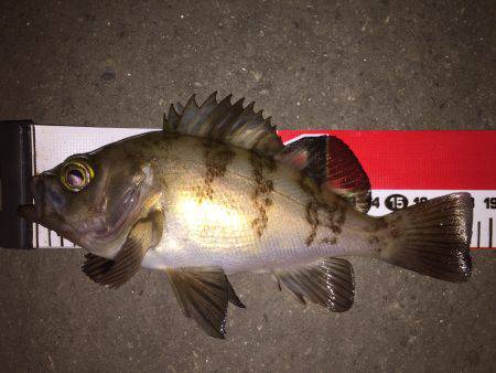 たまには大阪湾でメバリング＼(^o^)／