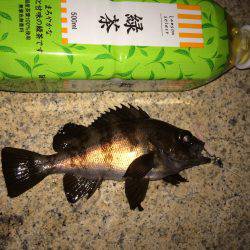 りんくう→泉佐野メバリング