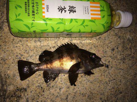 りんくう→泉佐野メバリング