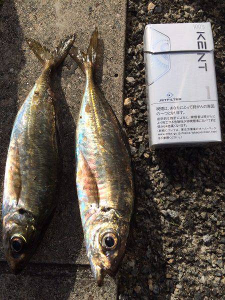 岩屋一文字 サビキ！