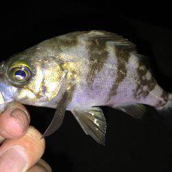 ナマコときどきメバル