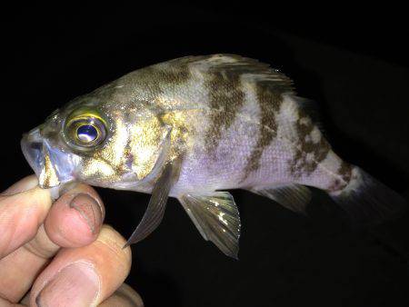 ナマコときどきメバル