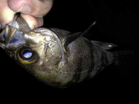 フロート&プラグ